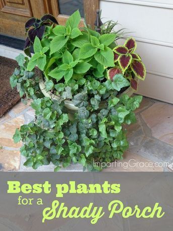 Best plants for a shady porch -   21 plants Potted tips ideas