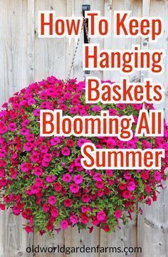 How To Rejuvenate Worn Out Hanging Baskets And Potted Plants -   21 plants Potted tips ideas