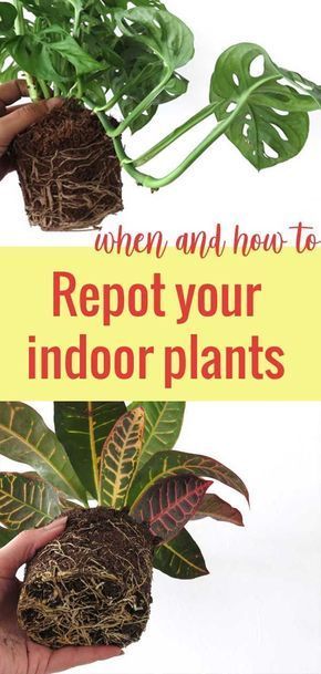 When And How to Repot Houseplants -   21 plants Potted tips ideas