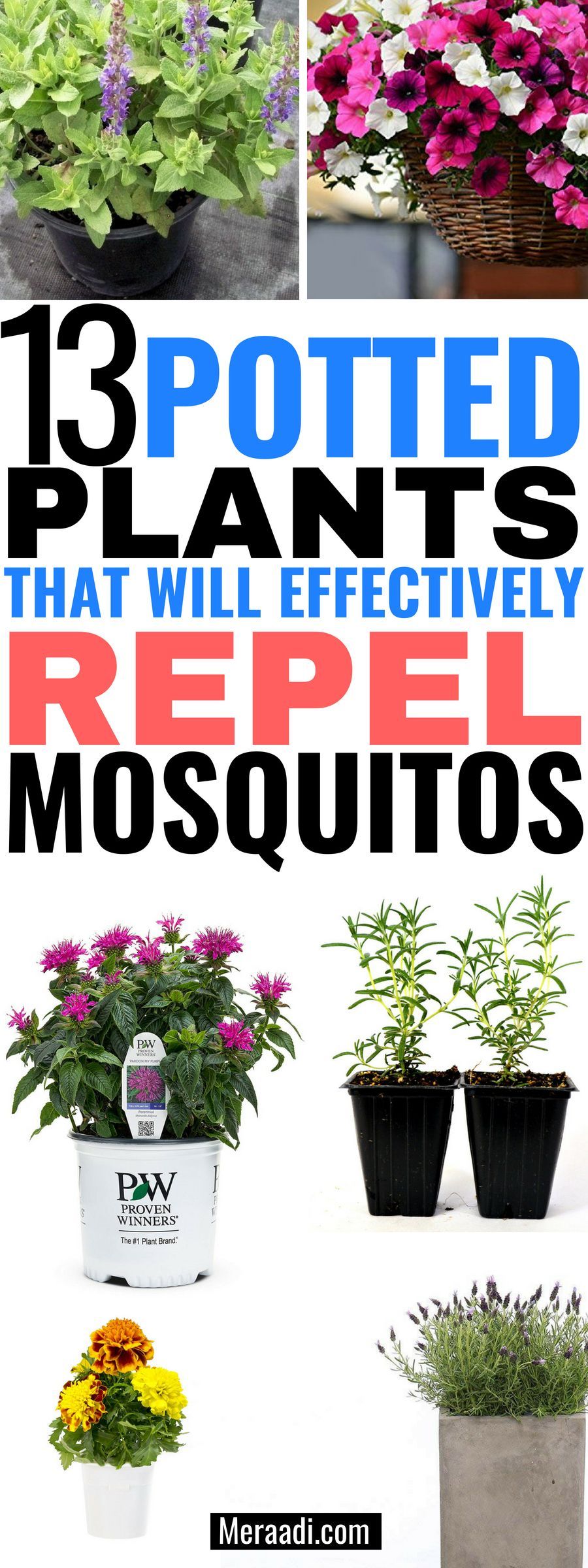 13 Potted Plants That Repel Mosquitos -   21 plants Potted tips ideas