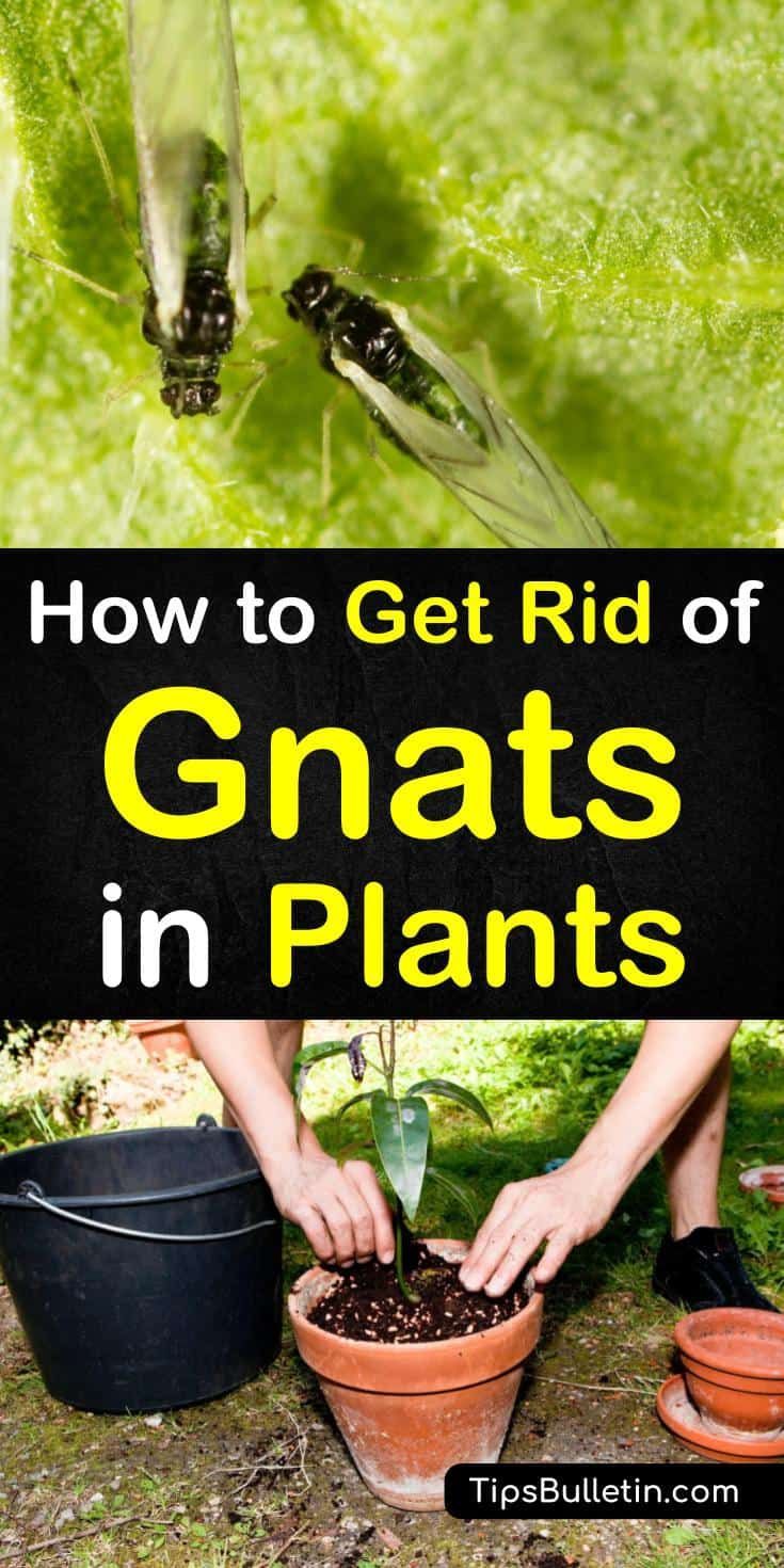 How to Get Rid of Gnats in Plants -   21 plants Potted tips ideas