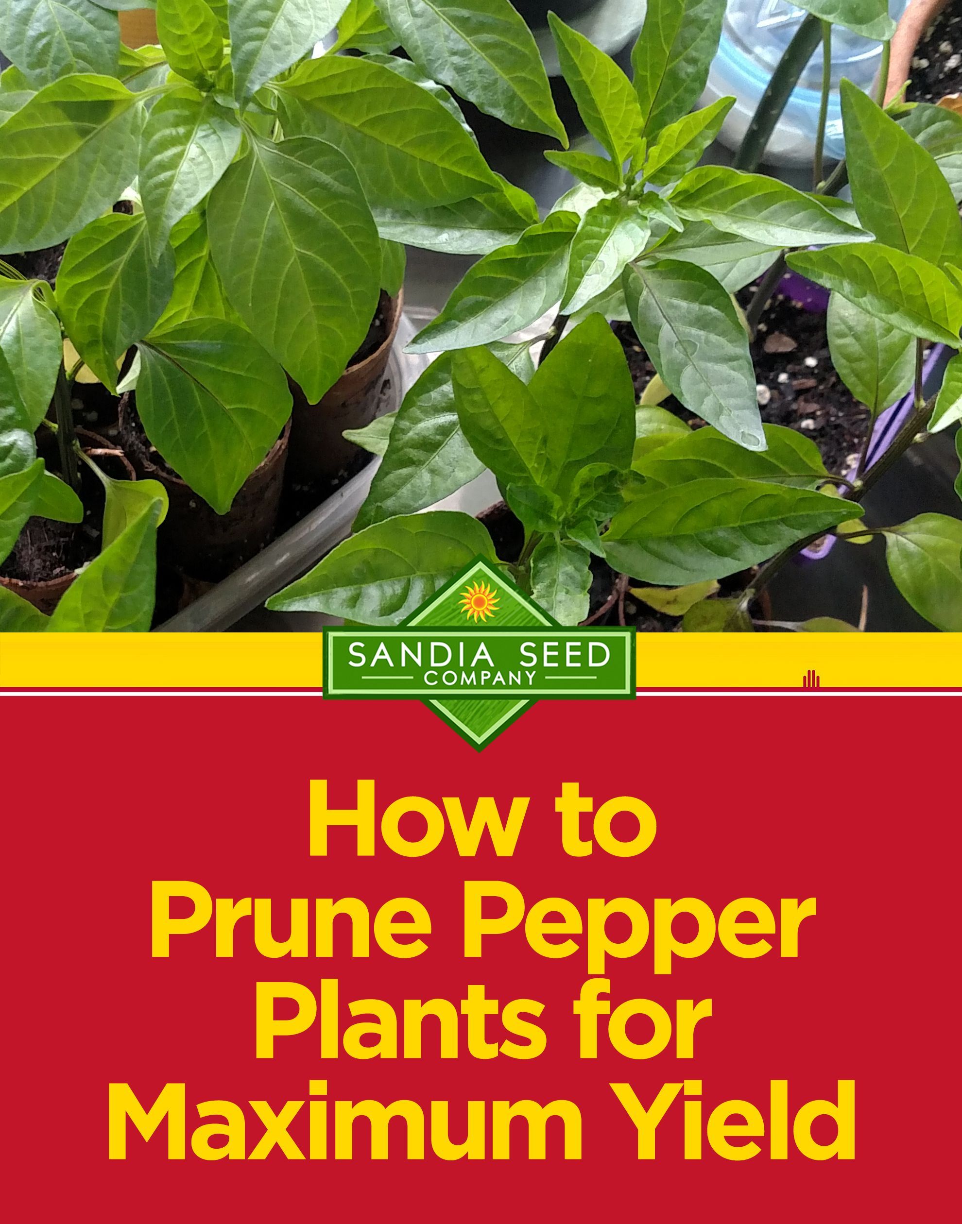 How to Prune Pepper Plants for Maximum Yield -   21 plants Potted tips ideas