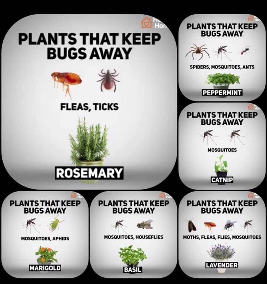 Plants that keep bugs away -   21 plants Potted tips ideas