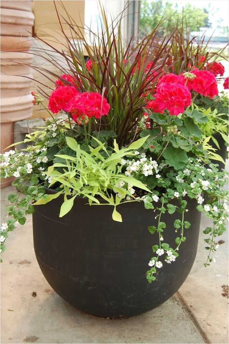 44 Inspiring Outdoor Potted Plant Entryway Ideas That Will Make Your Home Stunning -   21 plants Potted tips ideas