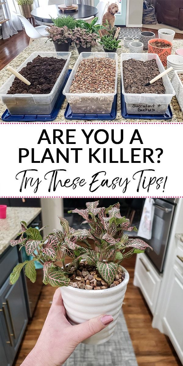 Decorating with Indoor Plants, Plus Tips to Keep Them Alive -   21 plants Potted tips ideas