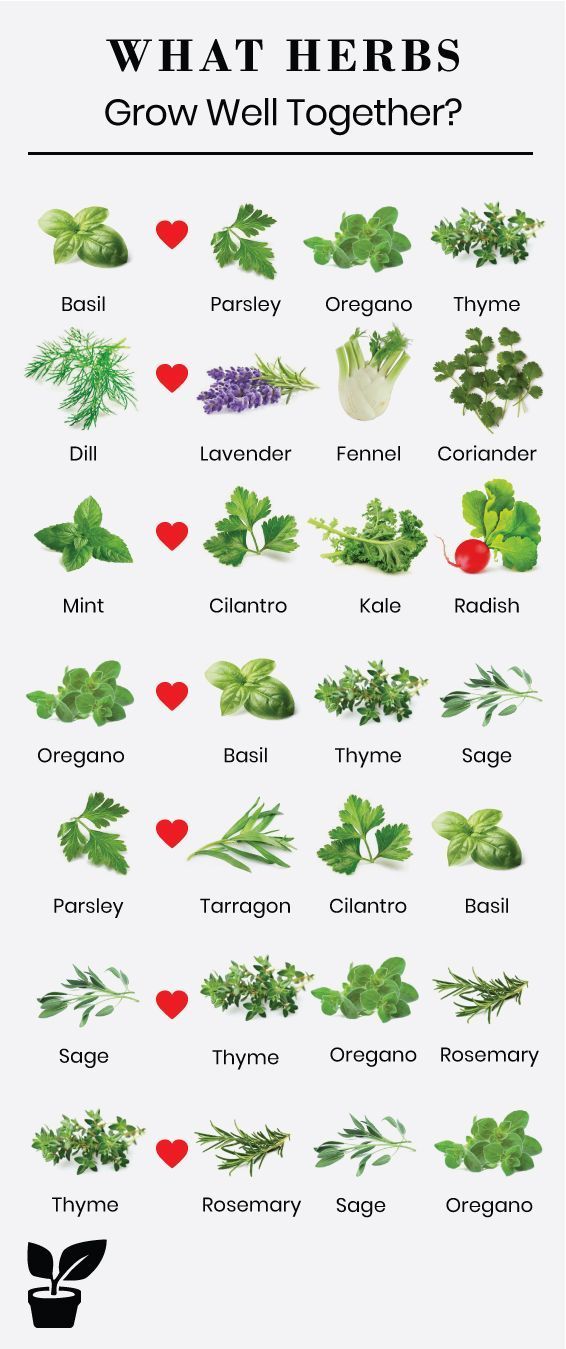 what herbs grow well together? - companion planting herbs -   21 plants Potted tips ideas