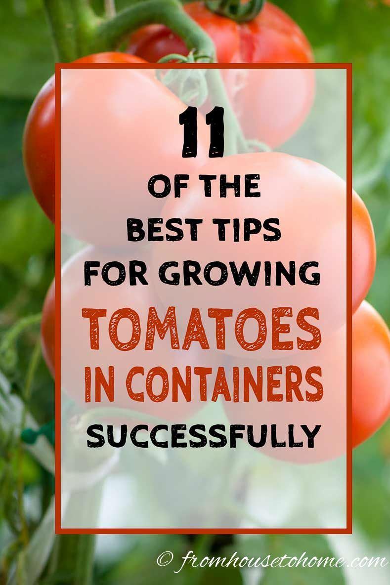 11 of the Best Tips For Growing Tomatoes In Containers (With Success) -   21 plants Potted tips ideas