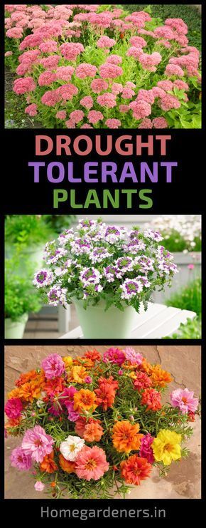 The 10 Best Drought Tolerant Plants that Grow in Lack of Water -   22 plants Flowers drought tolerant ideas