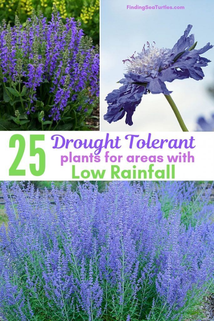 25 Drought Resistant Perennials -   22 plants Flowers drought tolerant ideas