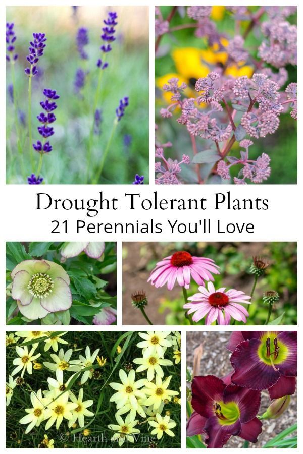 Drought Tolerant Plants - 21 Perennials You'll Love -   22 plants Flowers drought tolerant ideas