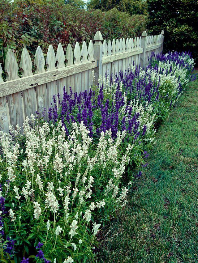 A Gardener's Ultimate Guide to Salvias -   22 plants Flowers drought tolerant ideas