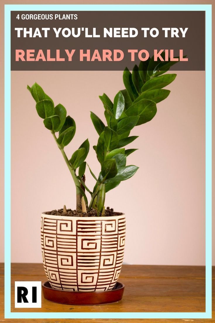 4 Gorgeous Plants That You'll Need to Try REALLY Hard to Kill -   23 plants That Dont Need Sunlight trees ideas