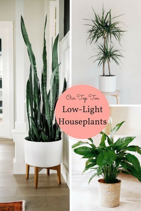 23 plants That Dont Need Sunlight trees ideas