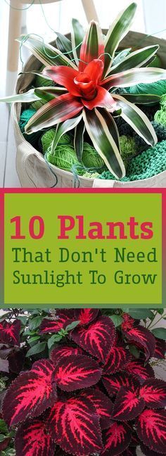 10 Plants That Don't Need Sunlight To Grow -   23 plants That Dont Need Sunlight trees ideas