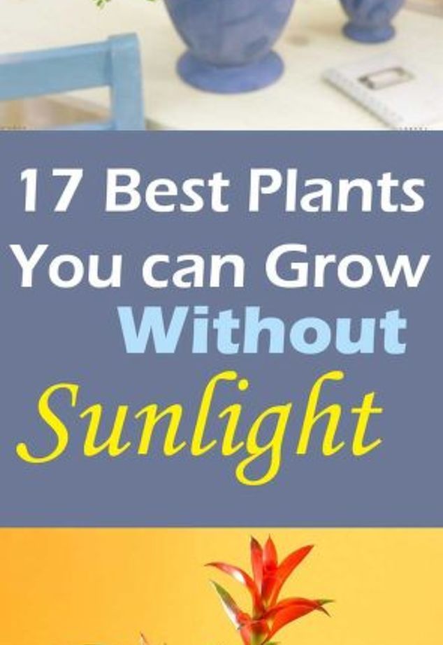 Best Plants You Can Grow Without Sun -   23 plants That Dont Need Sunlight trees ideas