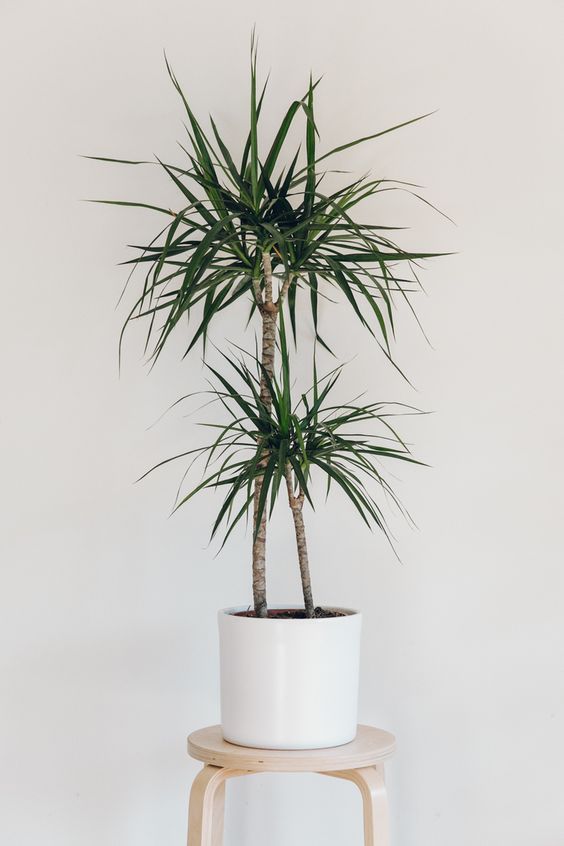 10 Houseplants That Don't Need Sunlight -   23 plants That Dont Need Sunlight trees ideas
