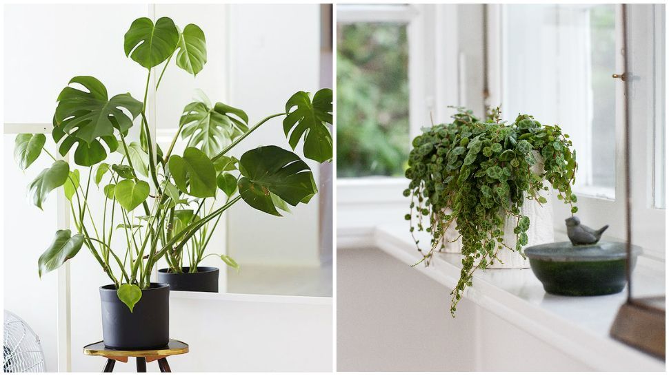 23 plants That Dont Need Sunlight trees ideas