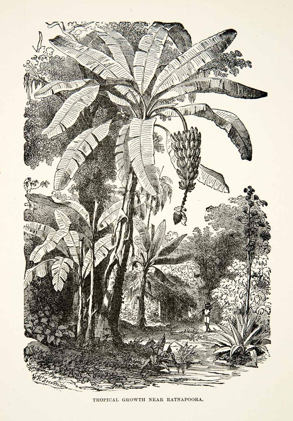 1881 Print Tropical Forest Jungle Ratnapoora Sri Lanka Ceylon Landscape XGEC6 -   9 plants Drawing forests ideas