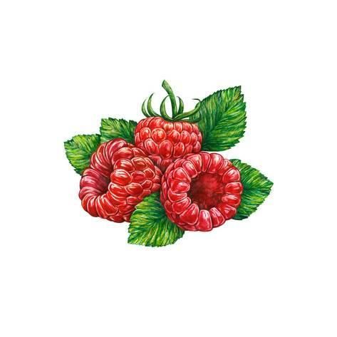 Watercolor Drawing of Forest RaspberryBy MargaritaSh -   9 plants Drawing forests ideas