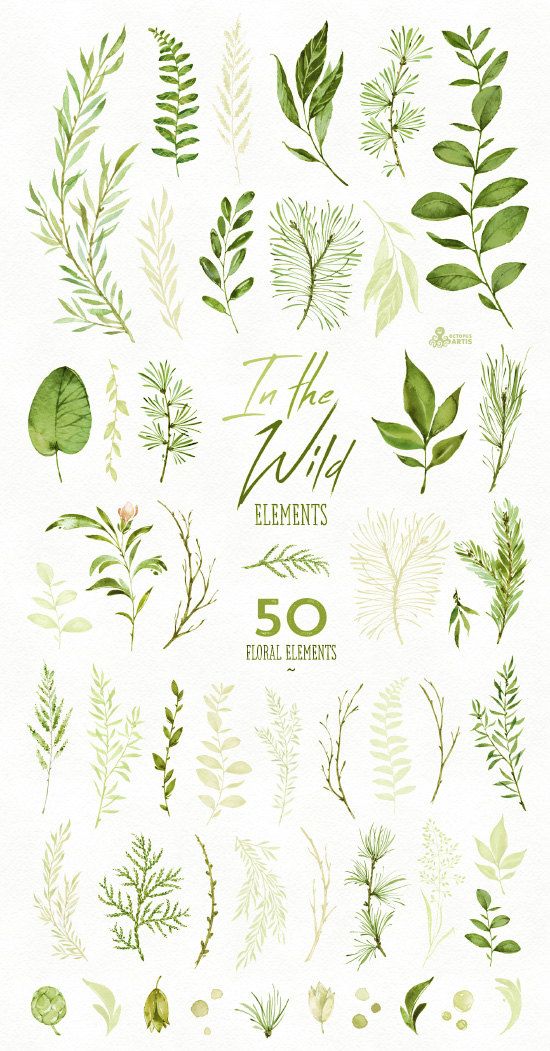 In the Wild. 50 Individual watercolor floral Elements, leaves, wedding invitation, suite, greeting c -   9 plants Drawing forests ideas