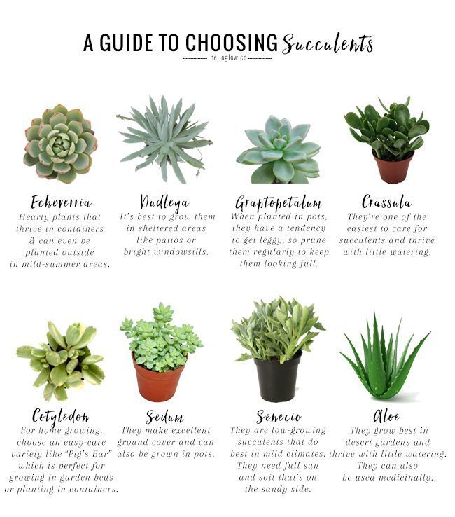 The No-Fail Guide to Choosing + Growing Succulents -   10 plants Indoor names ideas