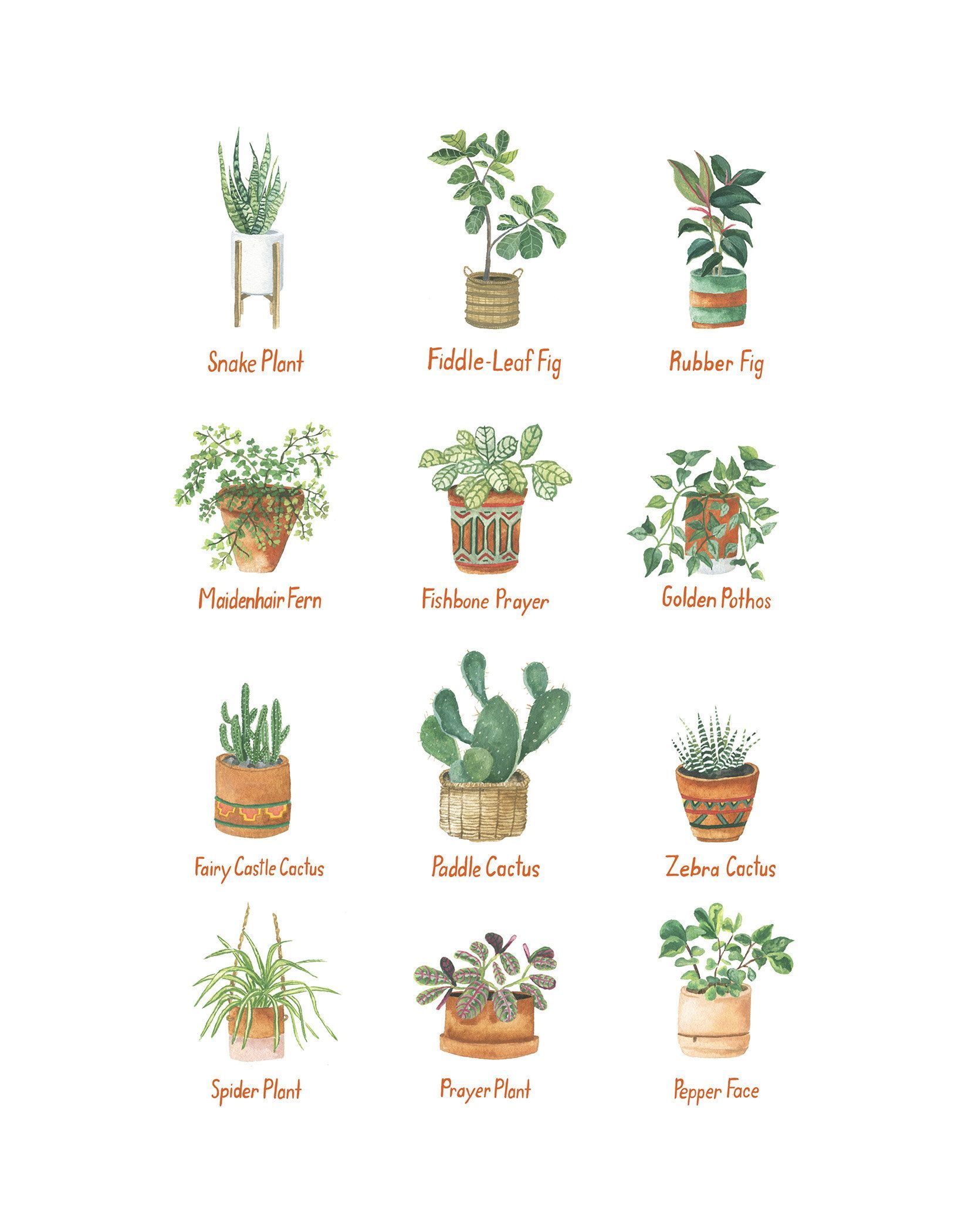 House Plants 11x14 Print -   10 plants Indoor names ideas