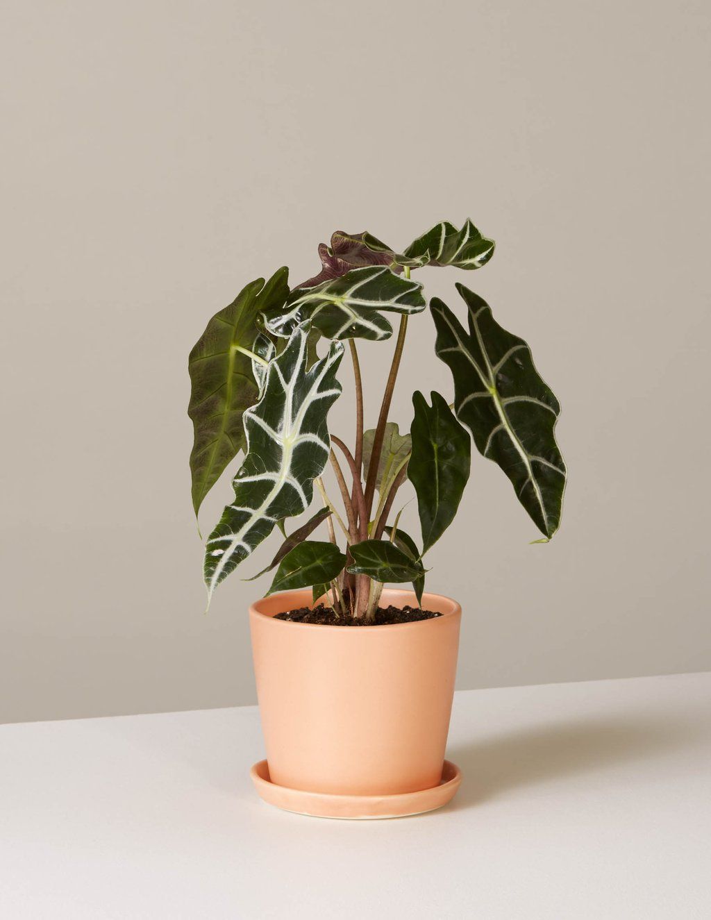 Alocasia: Polly - August Planter -   10 plants Indoor names ideas