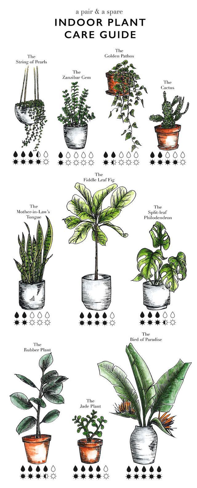 How to Care for Indoor Plants (a pair & a spare) -   10 plants Indoor names ideas