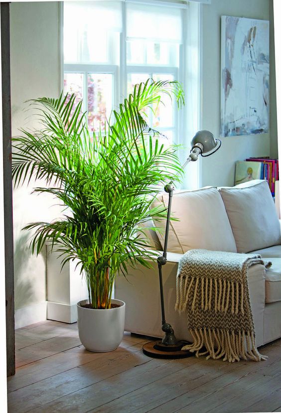 12 Common House Plants That Filter Your Air All Day -   10 plants Indoor names ideas