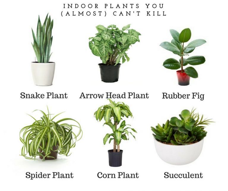 10 plants Indoor names ideas