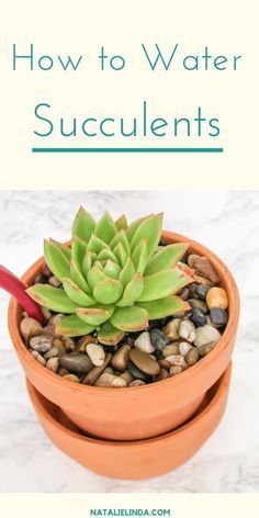 How to Water Succulents - the Right Way -   11 plants Succulent cacti ideas