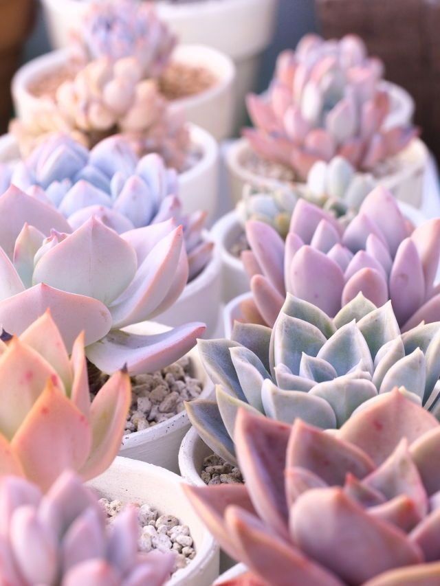 ASSORTED Shades of 10 Pale yellow, green, peach, white and pink succulent cuttings starts plants living growing pale colors -   11 plants Succulent cacti ideas