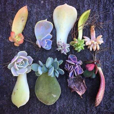 Tips on Succulent Propagation from Leaves and Cuttings -   11 plants Succulent cacti ideas