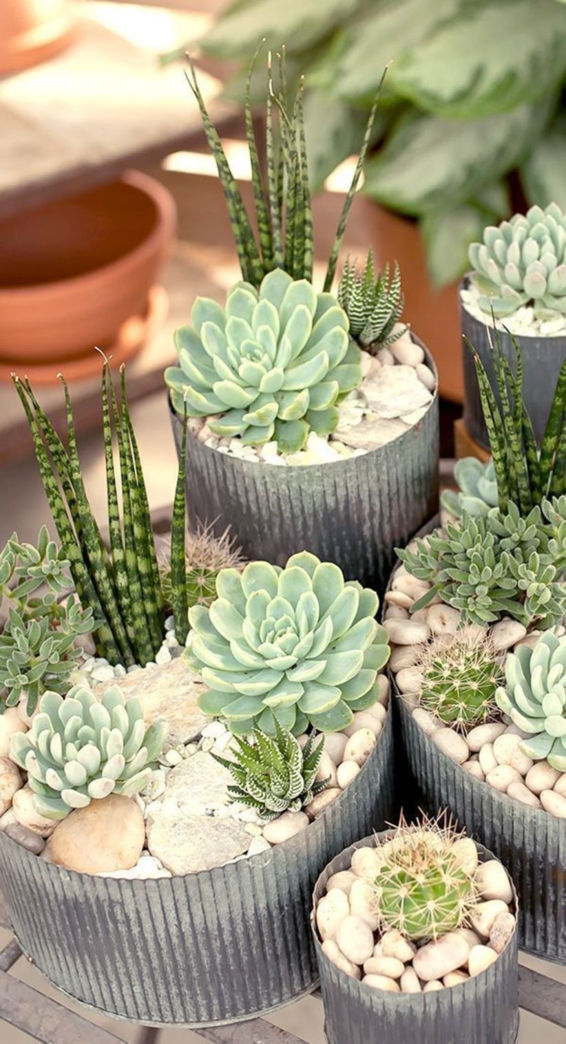 40 Cute Adorable Succulent Arrangement For Garden This Season -   11 plants Succulent cacti ideas