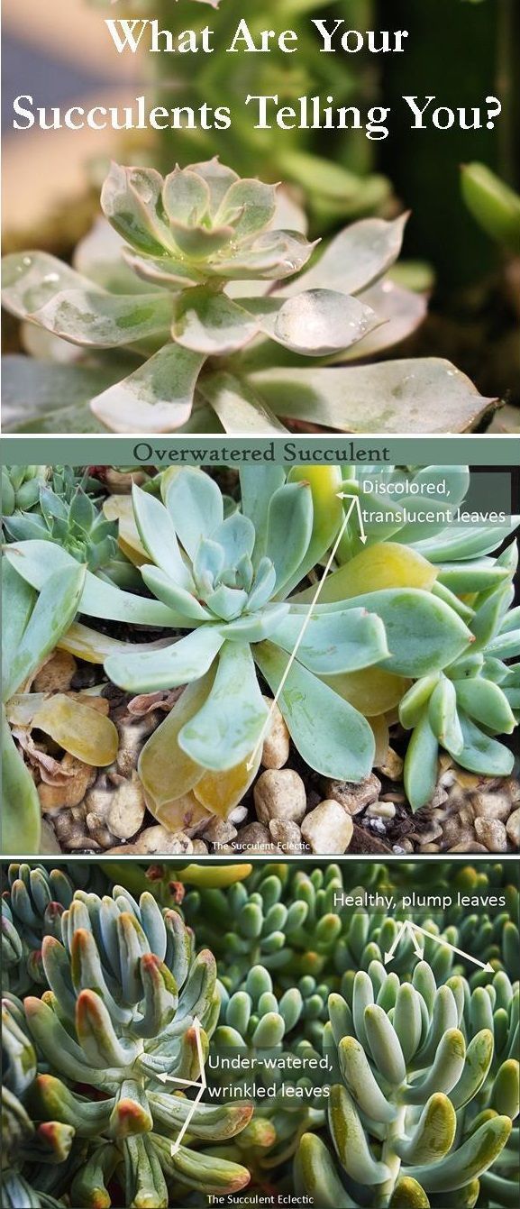 Recognizing & Understanding Signs of Succulent Problems -   11 plants Succulent cacti ideas