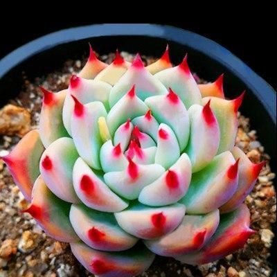 The Maui Succulent - 100 Seeds -   11 plants Succulent cacti ideas