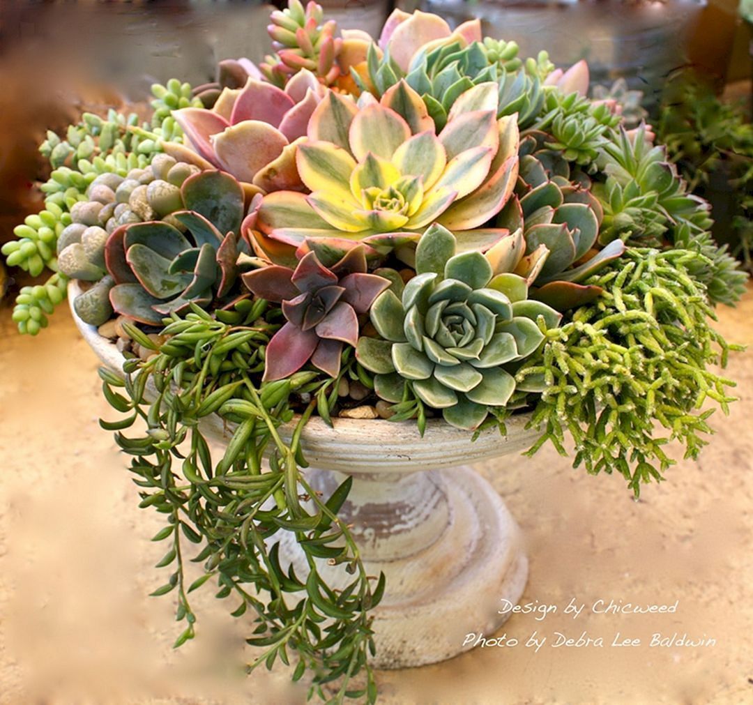 Best Diy Succulent Centerpieces 20 -   11 plants Succulent cacti ideas