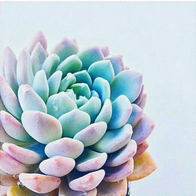 Gorgeous Succulent Planters Instanly Beautifying Your Home (28) -   11 plants Succulent cacti ideas