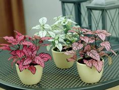 10 Cute Small Indoor Plants You Should Grow -   11 small planting Room ideas
