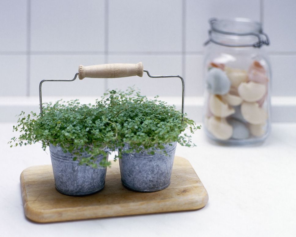 9 Tiny Houseplants Prove That Bigger Isn't Better -   11 small planting Room ideas