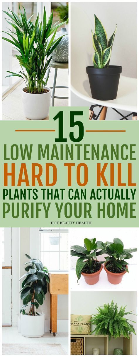 15 Air Purifying Plants You Need In Your Home -   12 plants Interior kitchen ideas