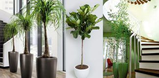 17+ Grand Small Plants Indoor Ideas -   13 indoor plants Logo ideas