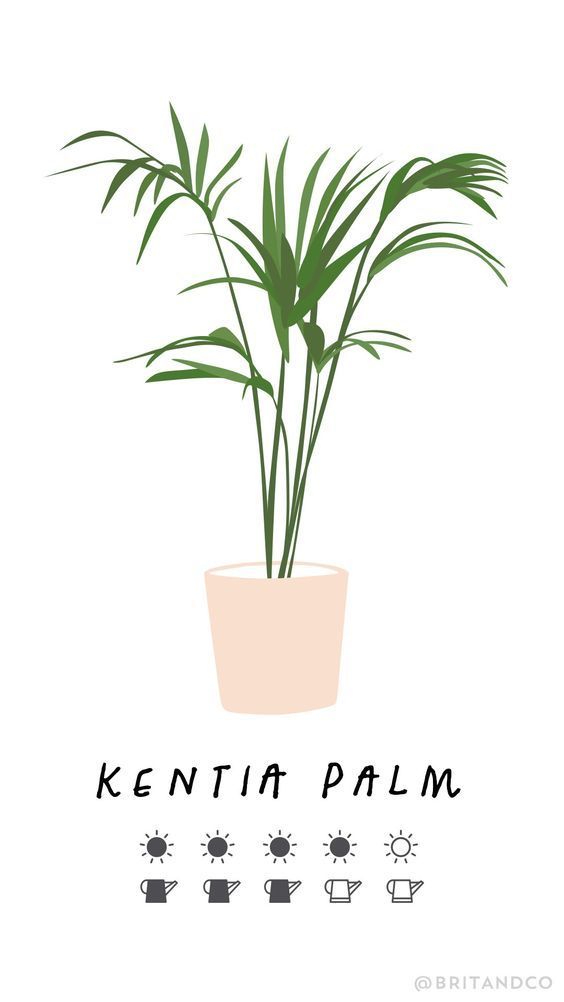The Beginner's Guide to Trendy Indoor Plants -   13 indoor plants Logo ideas
