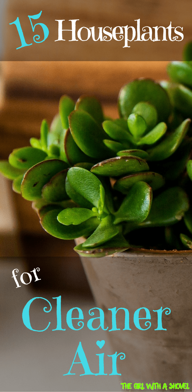 15 Interior Plants that Clean the Air -   13 indoor plants Logo ideas