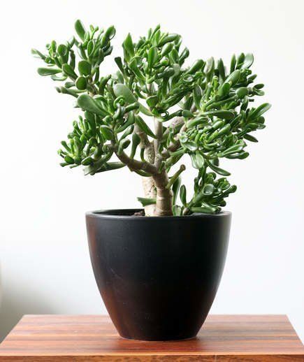 14 Hardy Houseplants That Will Survive the Winter -   13 indoor plants Logo ideas