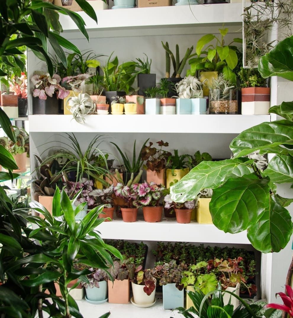 17 Of The Best Places To Buy Houseplants Online -   13 planting numbers ideas