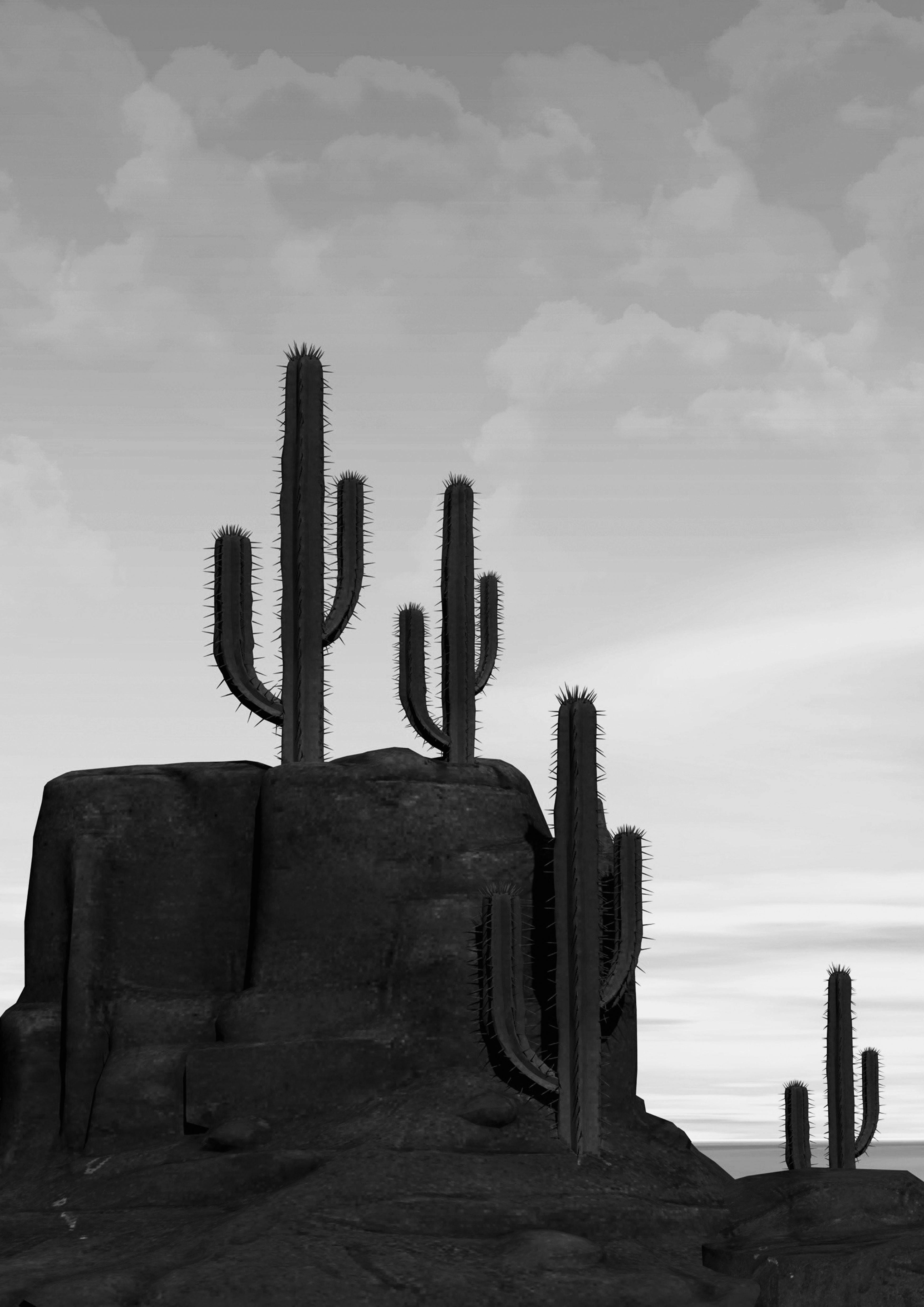 DESERT CACTUS: Photography Art Print -   14 planting Photography print ideas