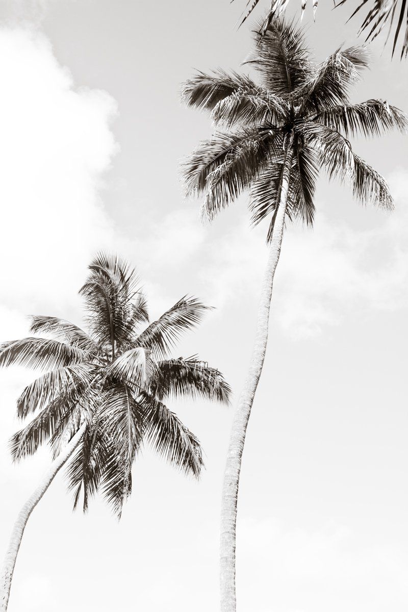 Palm Trees No. 1 -   14 planting Photography print ideas