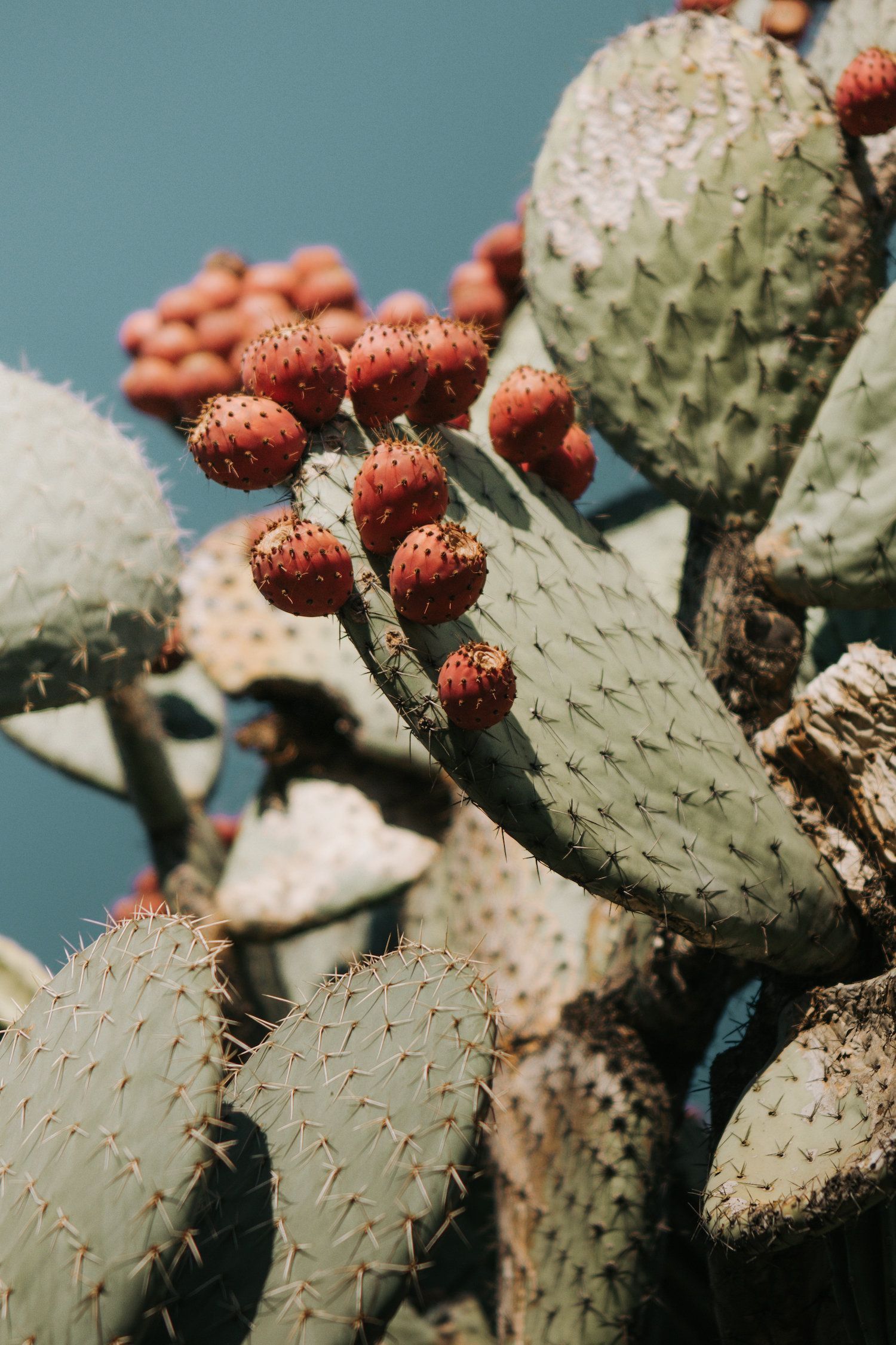 INSTANT DOWNLOAD PRINT, Prickly Pear Art Print, Nature Print Photo, Nature Photography, Minimal Modern Photography -   14 planting Photography print ideas