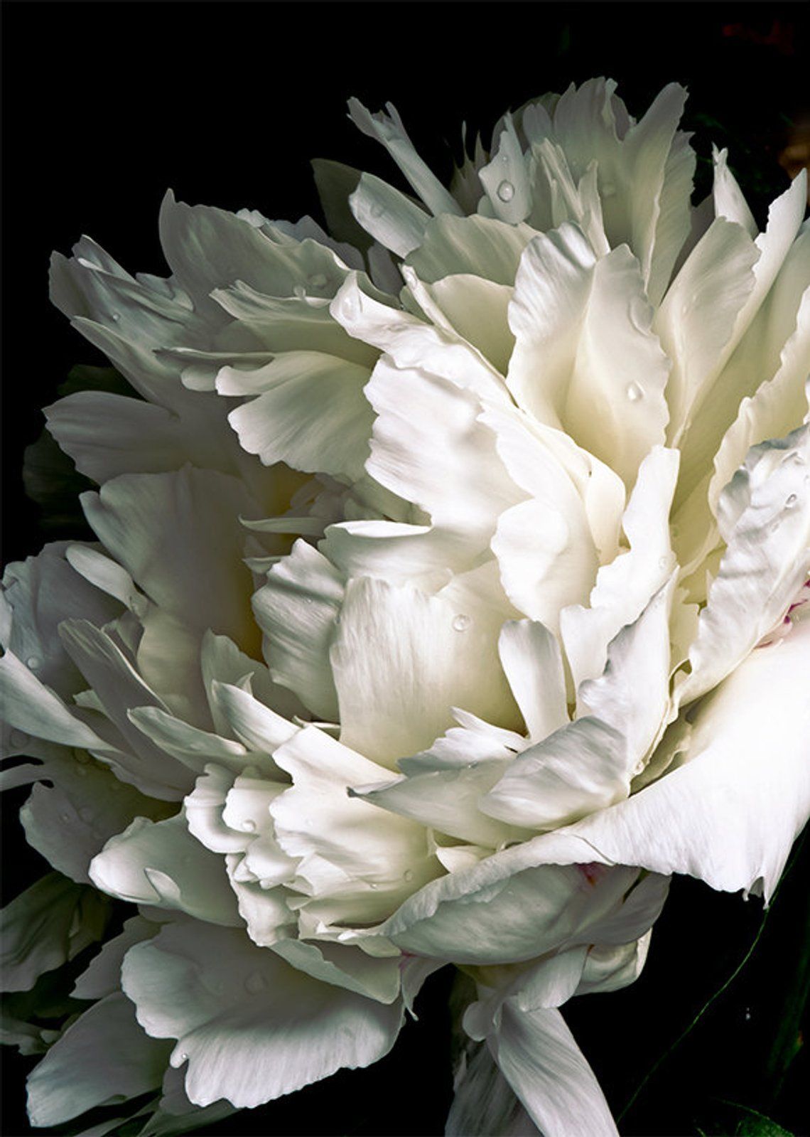 White Peony on Black Background #013 Full Frame, fine art flower photography, nature photograph, wall art print wall decor -   14 planting Photography print ideas